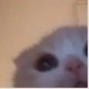 りね【即購入⭕️】の画像