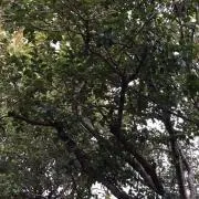 トミートミーの画像