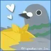 hatoの画像
