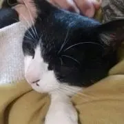Roroの画像