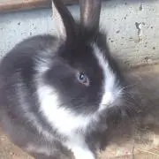 グレー ラビットの画像