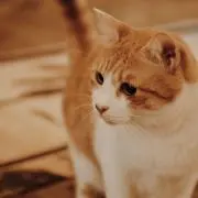 まぐろ