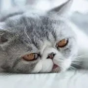 うたの画像