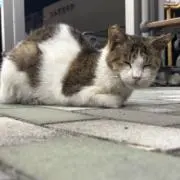 にゃんこ好きのyoshihiro