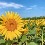 yumiの画像