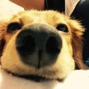 チェッコ