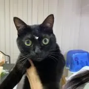 さ