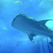hatsumuの画像
