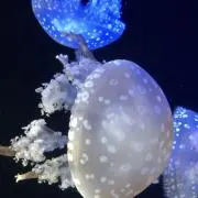 海月の画像