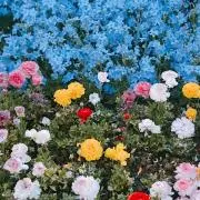 アル・ネコ　⭐︎プロフをご確認くださいの画像