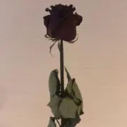 BRCK