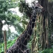 ちり