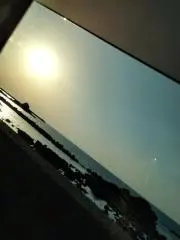 いるかの画像