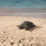 みずもち40の画像
