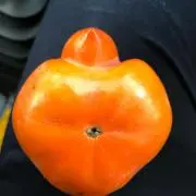 ケイケイ