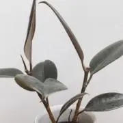 もも水の画像
