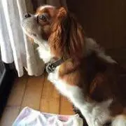 ベルまま