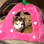 ごまもなの画像