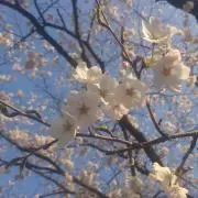 Mの画像