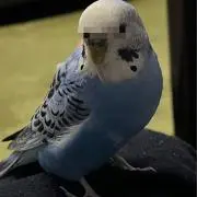 たけ珍の画像
