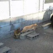 もとみ