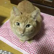 さおりんご