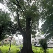 やまとの画像