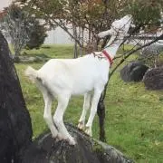 全自動麻雀卓 アモス ミニミニ - メルカリ