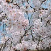rotsの画像