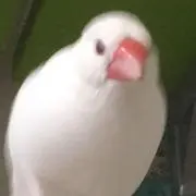 ちょこの画像