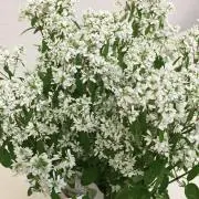 もち