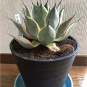 アガベーの画像