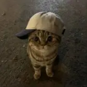 とらとりの画像
