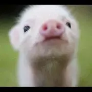 mmyn
