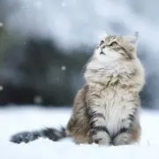如月の画像