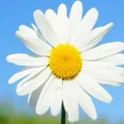 ひろこの画像