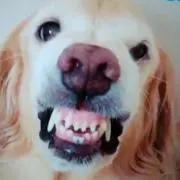 ほわの画像