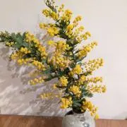 ミモザの画像