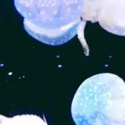 muumuuの画像