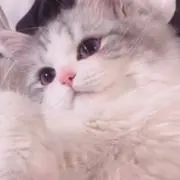 ゆきの画像