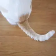 鍵しっぽの画像