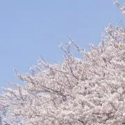 みかんの画像