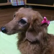 ふぁに