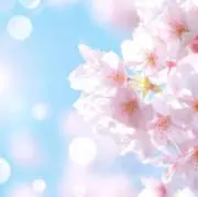 さくら