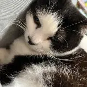 こなぞうの画像