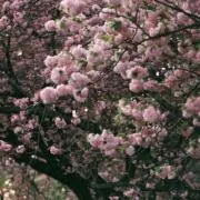 となりのリアムの画像