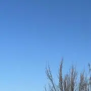 カニカマ
