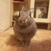 うさ