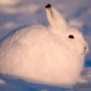 まつぼっくりの画像