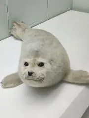 こ白菜の画像
